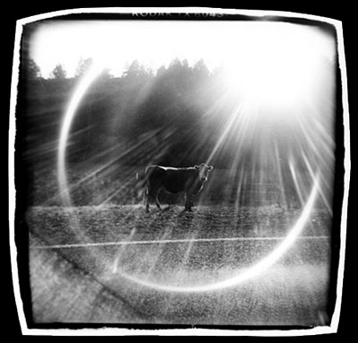 Holy CowHolga plastice camera photographEastern Washington State, 1997Michelle R. Bates