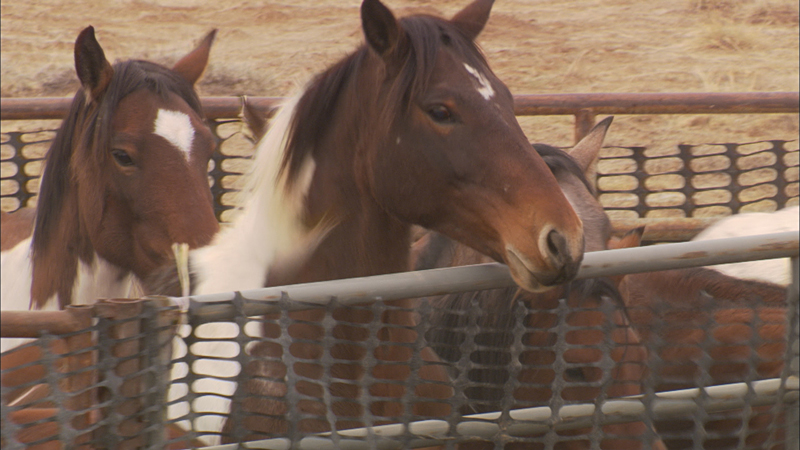 The equine stars.