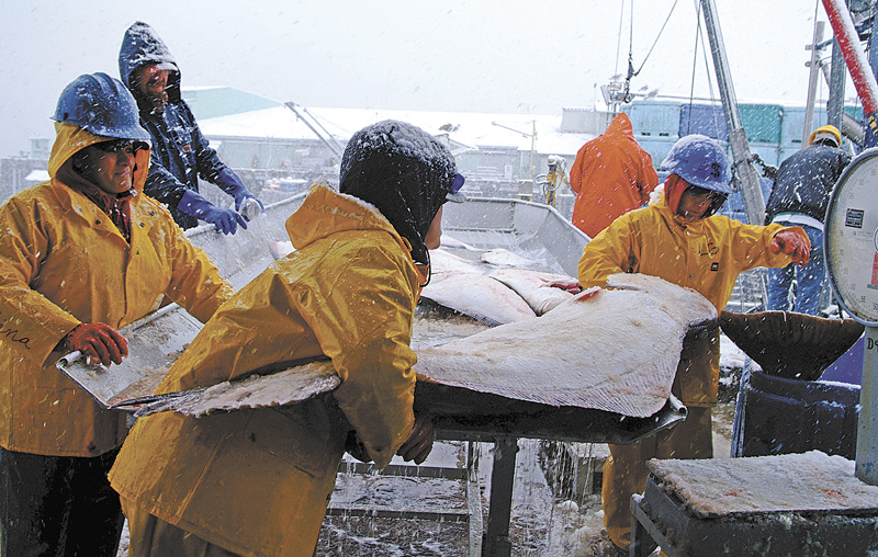 Halibut fishing is cold, hard work, but lacks the TV-ready sex appeal of Alaskan crab.