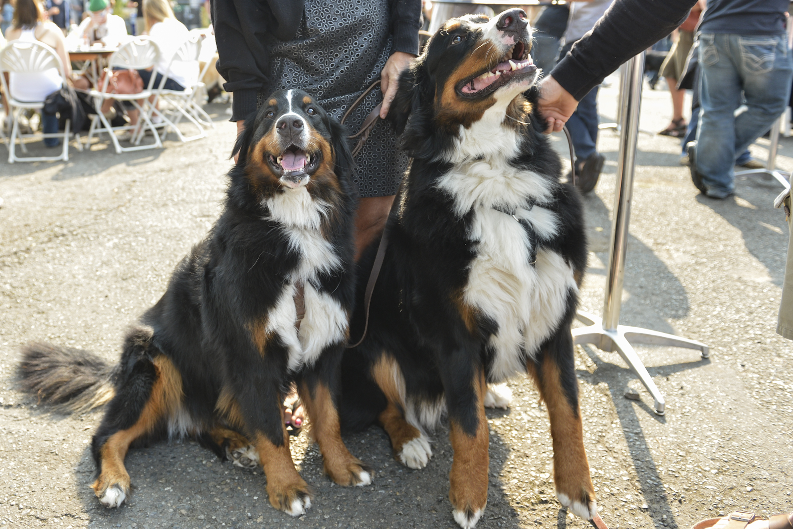 The Fremont Oktoberfest, the annual celebration of all things Bavarian, was held