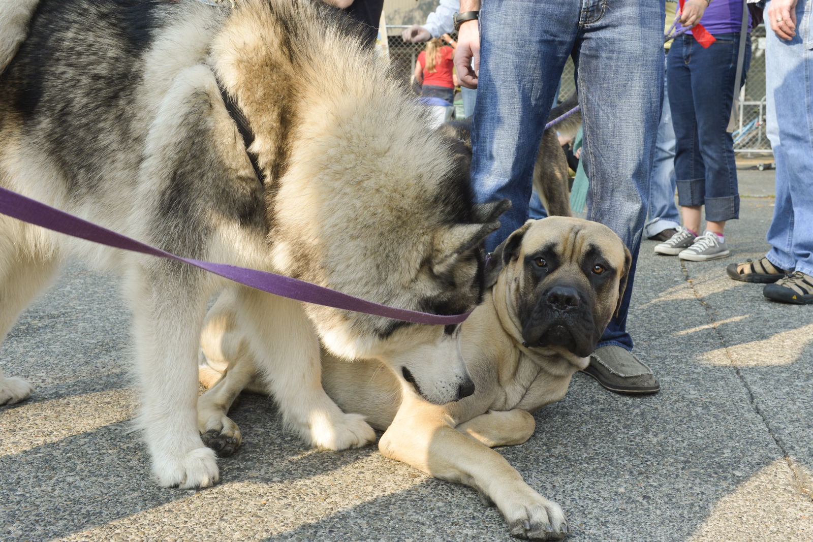 The Fremont Oktoberfest, the annual celebration of all things Bavarian, was held
