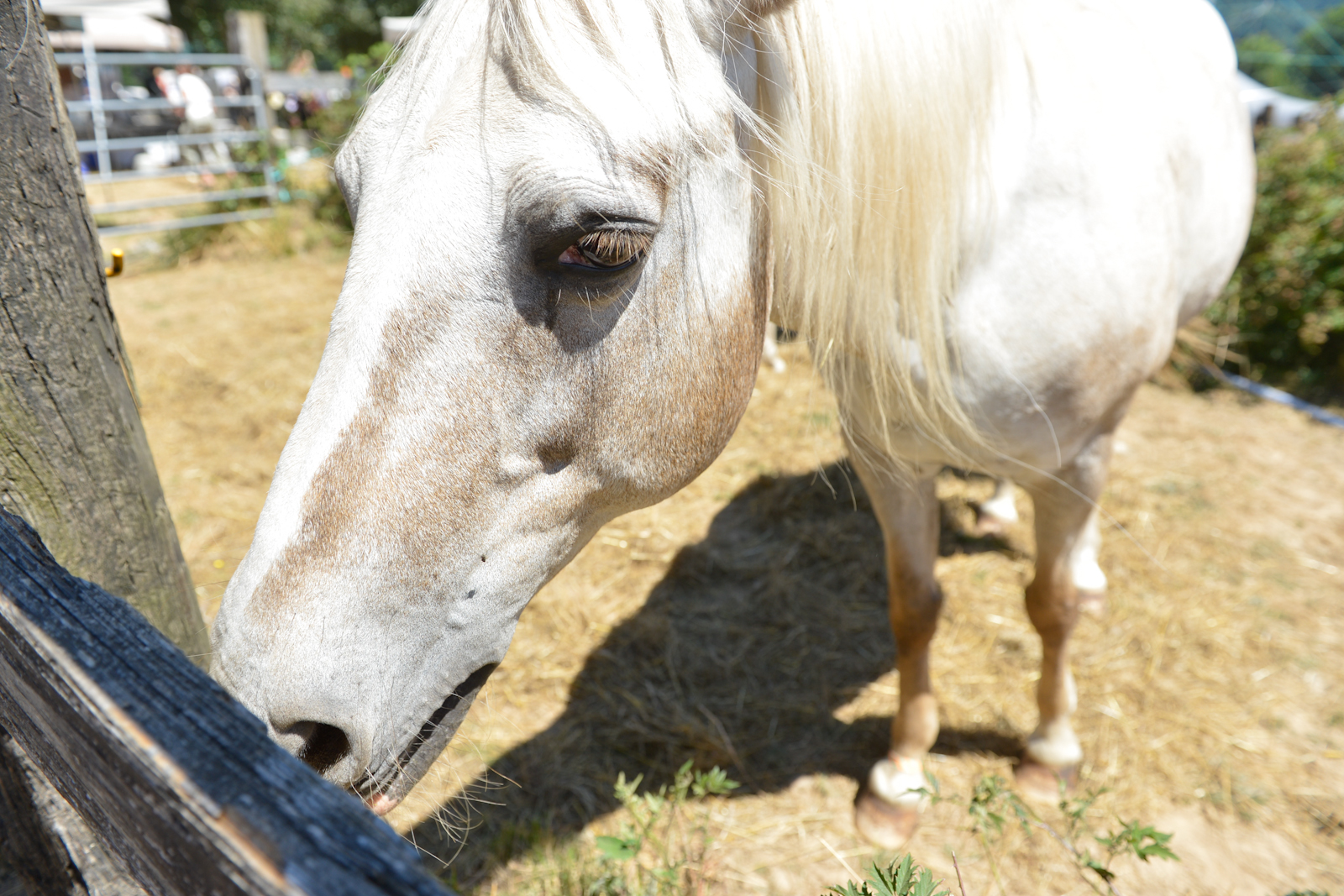 A horse on site at the festival.