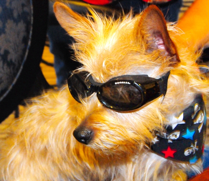 Tako sports a goggles and scarf.