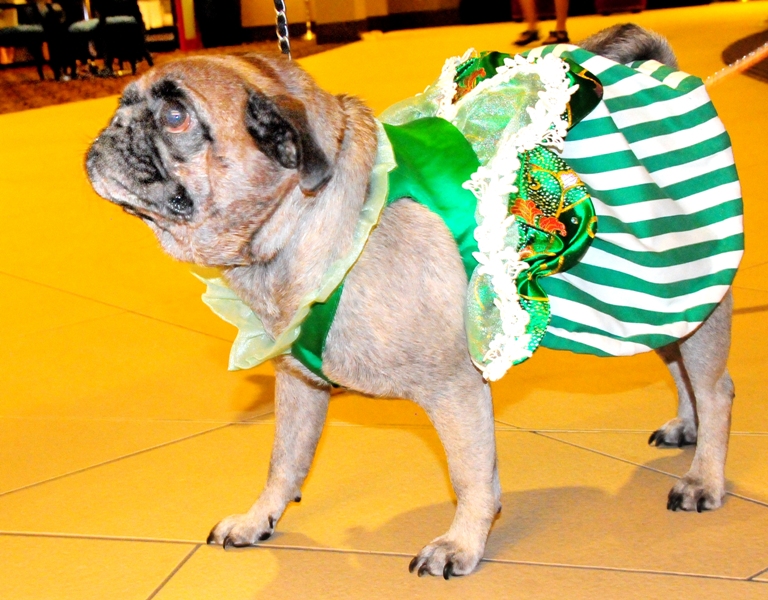 Doggy outfit designed by Deni Alexander of Kent.