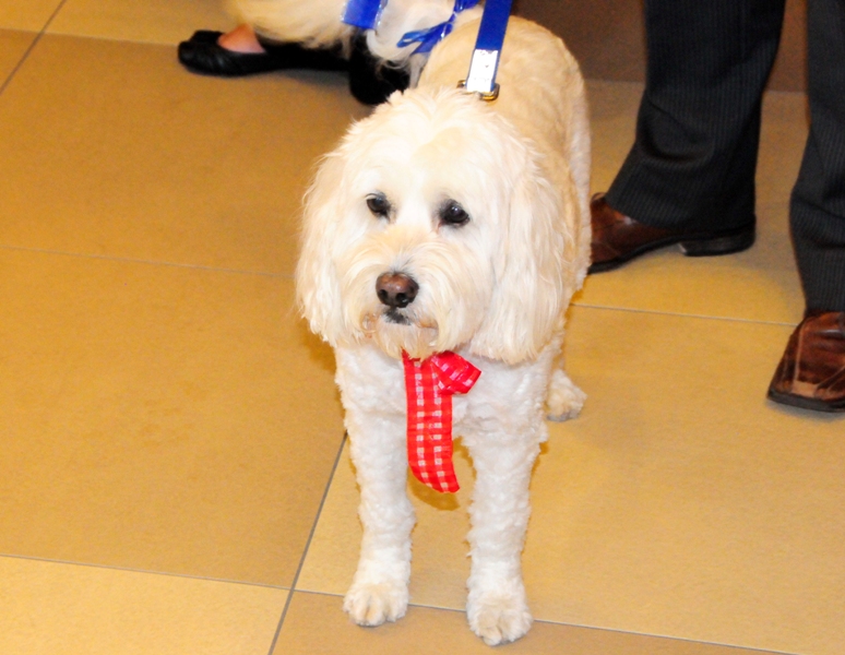 This is MeToo, companion to Maxwell Hotel's owners Richard and Diane Foreman.