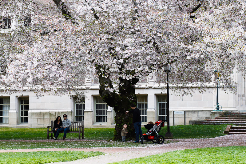 As spring slowly begins to unfold, the cherry blossoms take center stage