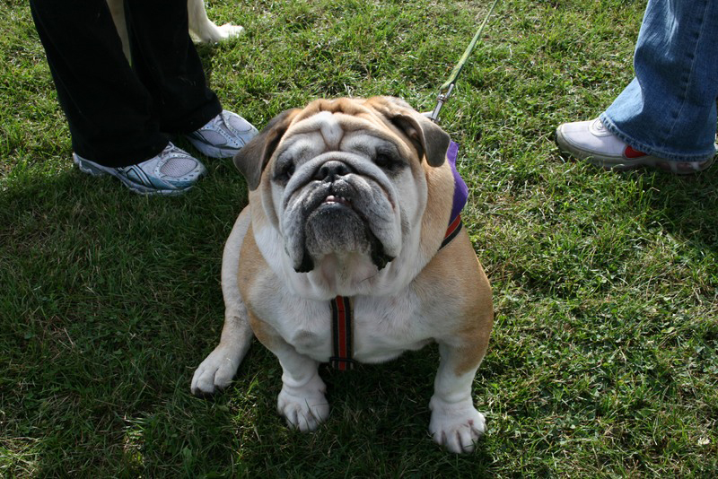 Saturday dawned bright for dogs, and the people who love them, to