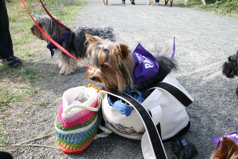 Saturday dawned bright for dogs, and the people who love them, to