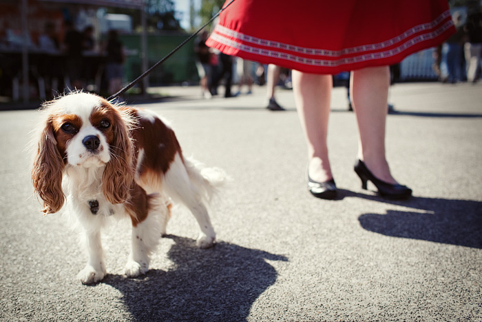 Abbi, the King Charles Spaniel, hangs out with mom, Breanne. Sunday was Dog Day at Oktoberfest, with events like the City Dog cover contest, in which Abbi was a contestant.