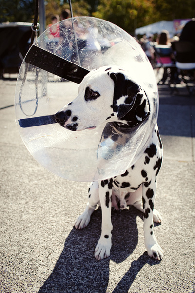 Branmier, the Dalmation