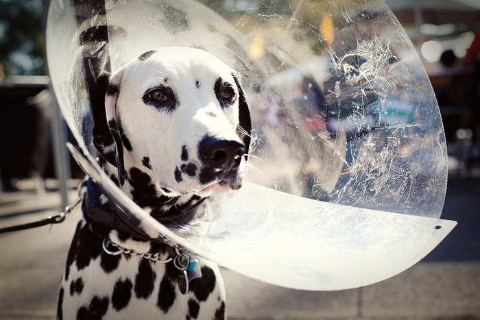 Branmier was recently neutered and has to wear a cone until the scar fully heals.