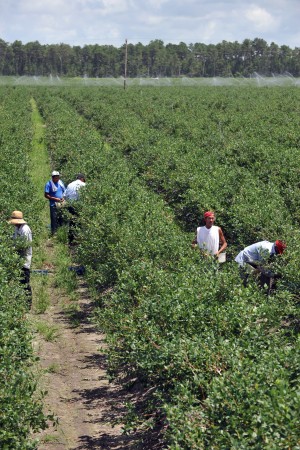 Burlington’s Sakuma Brothers Farms told striking migrant workers that they must leave