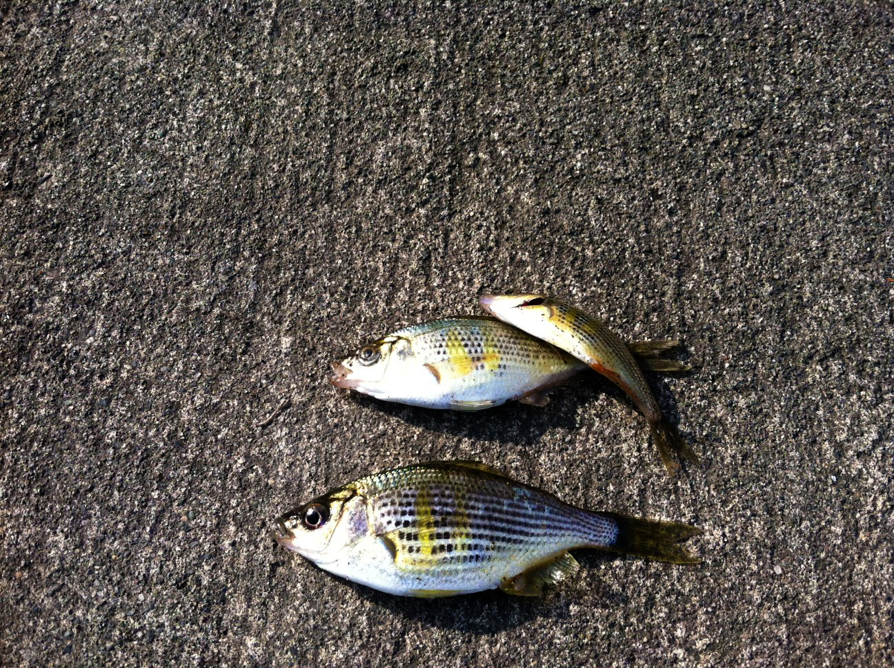 Perch caught off the fishing pier at T-105 Park.