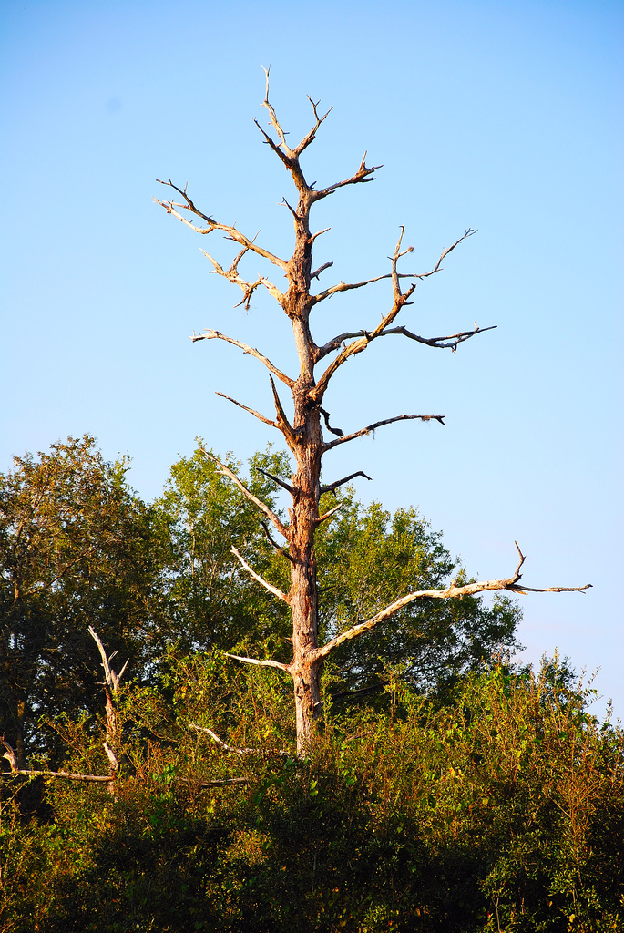 Taking down a tree on your own property is not an easy