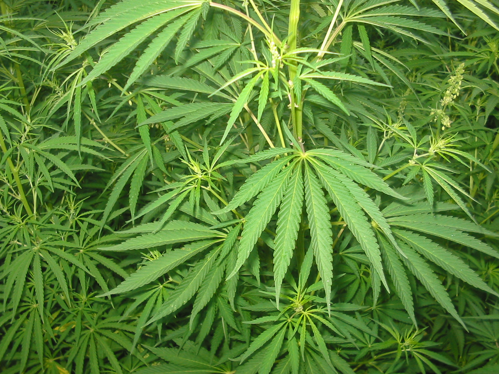 Cannabis sativa. By Bogdan, via wikimedia.org