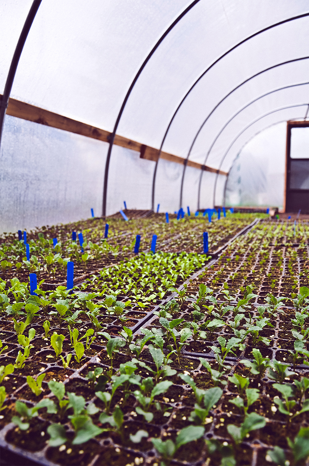 The acre Stoneburner tends in Redmond.