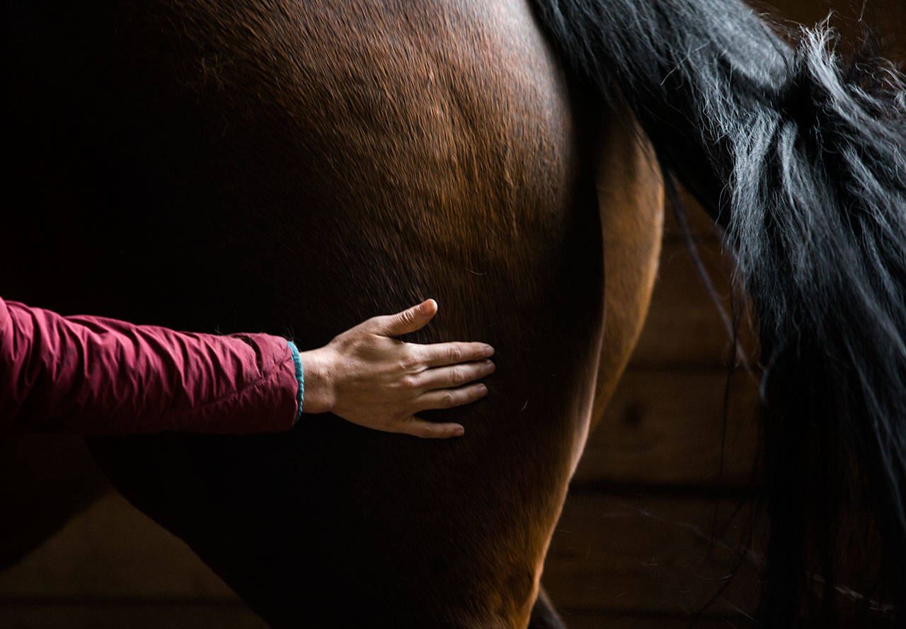 Dr. Hannah Mueller demonstrates where certain pressure points are to help activate and stretch specific muscles on a horse during a yoga for horses session Sunday, April 14 at Cedarbrook Veterinary Care in Snohomish. (Olivia Vanni / The Herald)