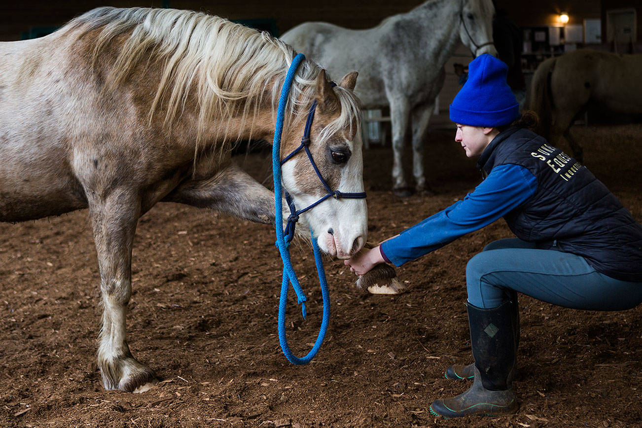 Yoga for horses exists, and it’s exactly what you think it is