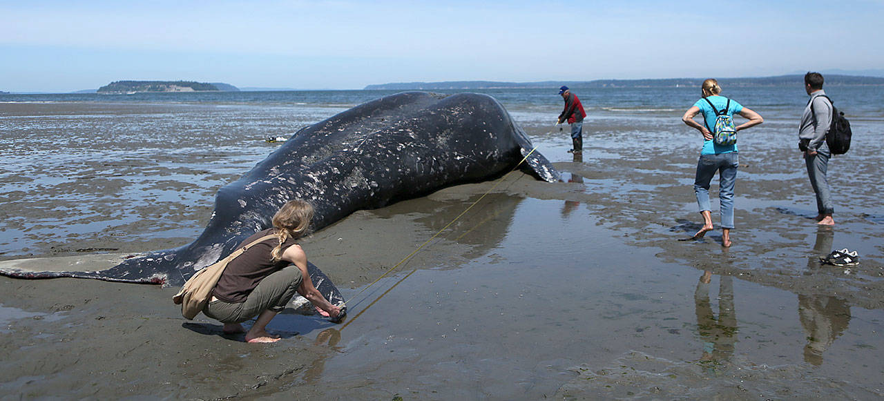 Elizabeth Humphrey assists Brian Ritchhart (third from right) as he measures a dead gray whale on Monday that washed ashore near Harborview Park on Sunday in Everett. It was the 13th gray whale to wash ashore in Washington this year. (Julia-Grace Sanders / The Herald)