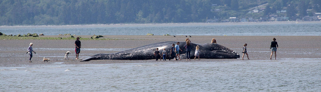 Adults and children on Monday look over a dead gray whale that washed ashore near Harborview Park in Everett. (Andy Bronson / The Herald)
