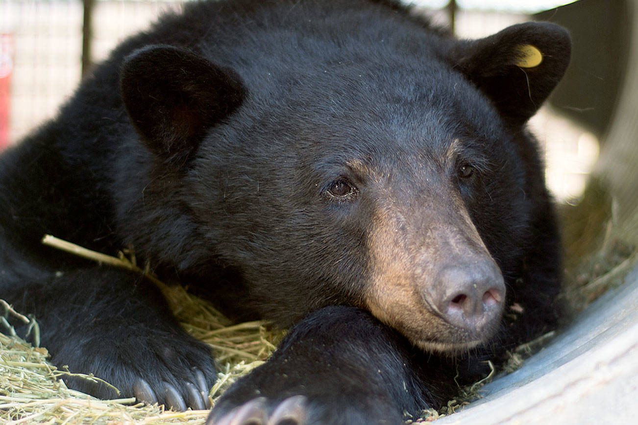 Running wild: Healed from injuries, a bear roams free again