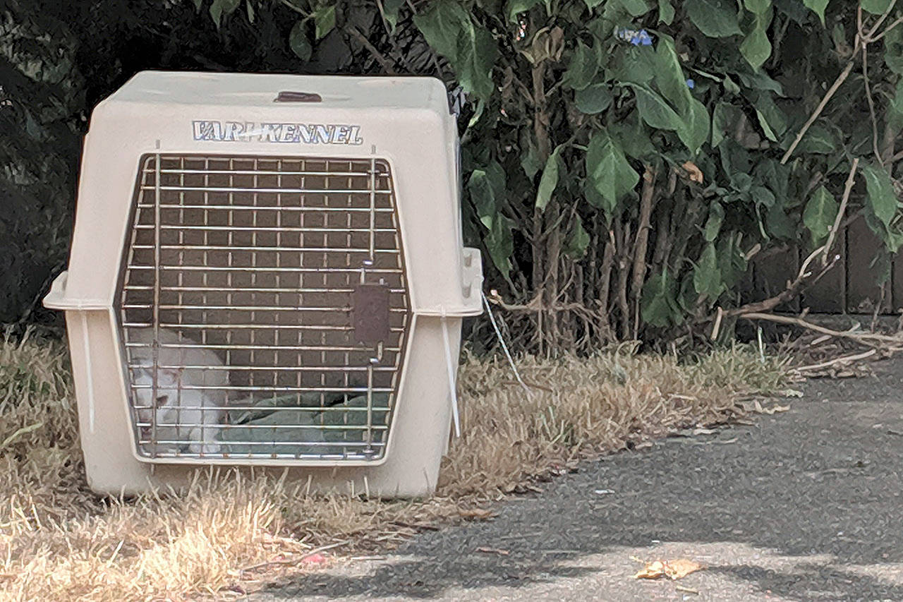 Nearly two dozen cats were taken to the Everett Animal Shelter, where they will undergo health and welfare exams. (Zachariah Bryan / The Herald)