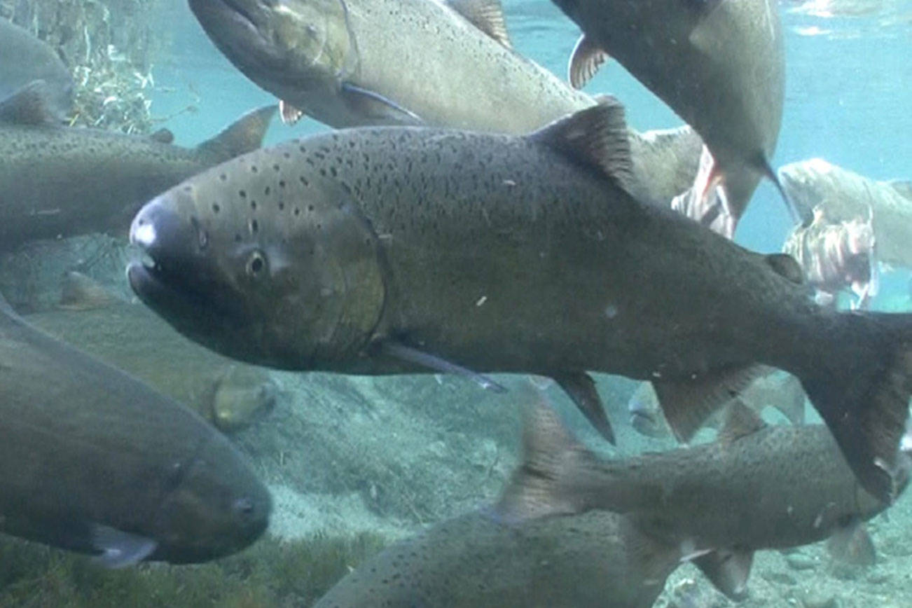 Spring Chinook salmon. Photo courtesy Michael Humling, US Fish and Wildlife Service
