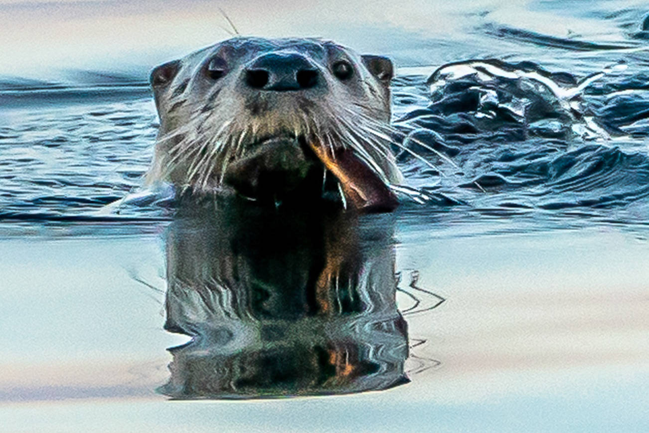 What can otters tell us about watershed pollution?