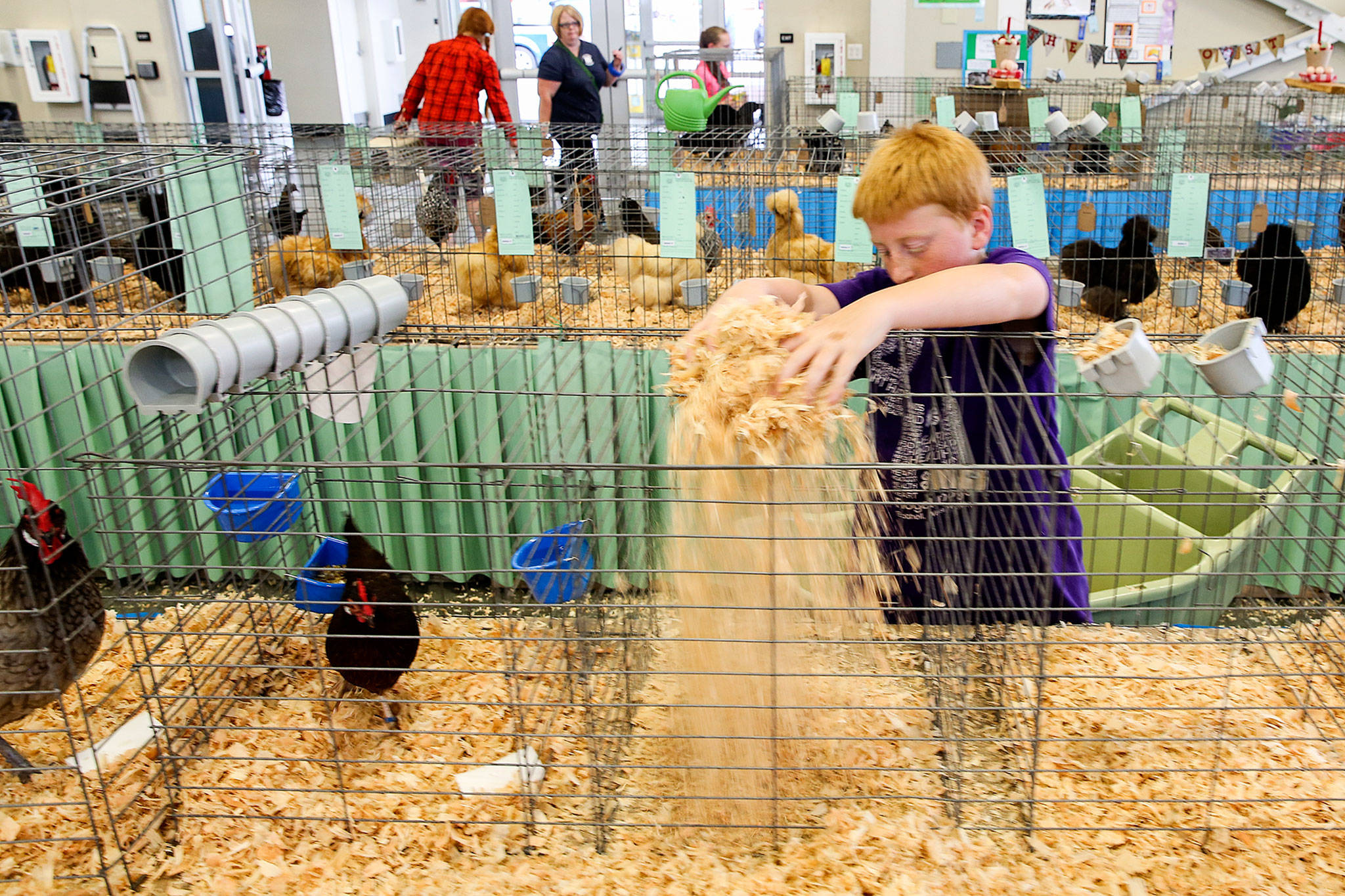 Orion Liedtke spreads wood shavings Wednesday afternoon at the Evergreen State Fairgrounds in Monroe. (Kevin Clark / The Herald)