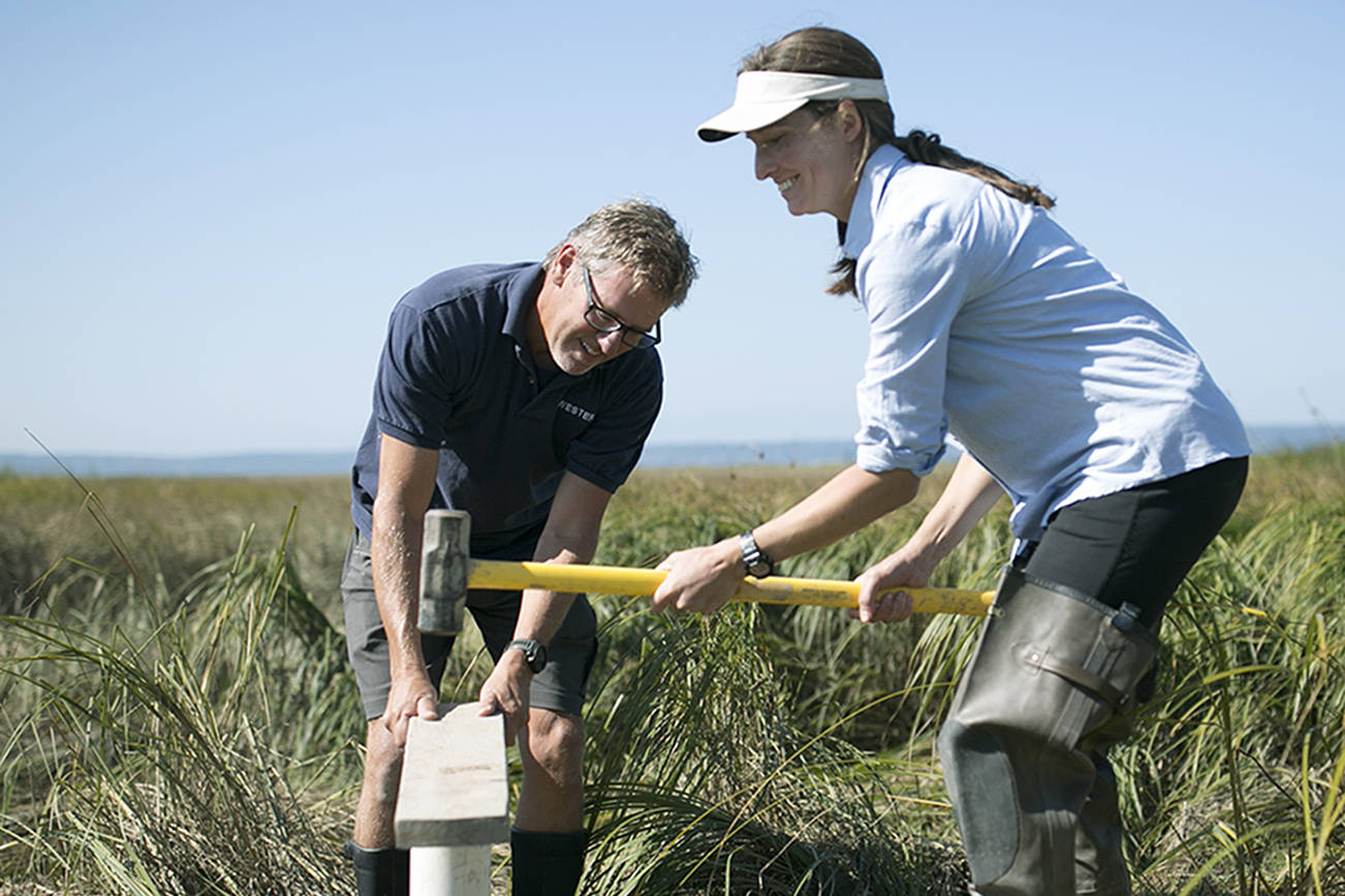 A salt marsh in recovery is gobbling carbon, gaining ground