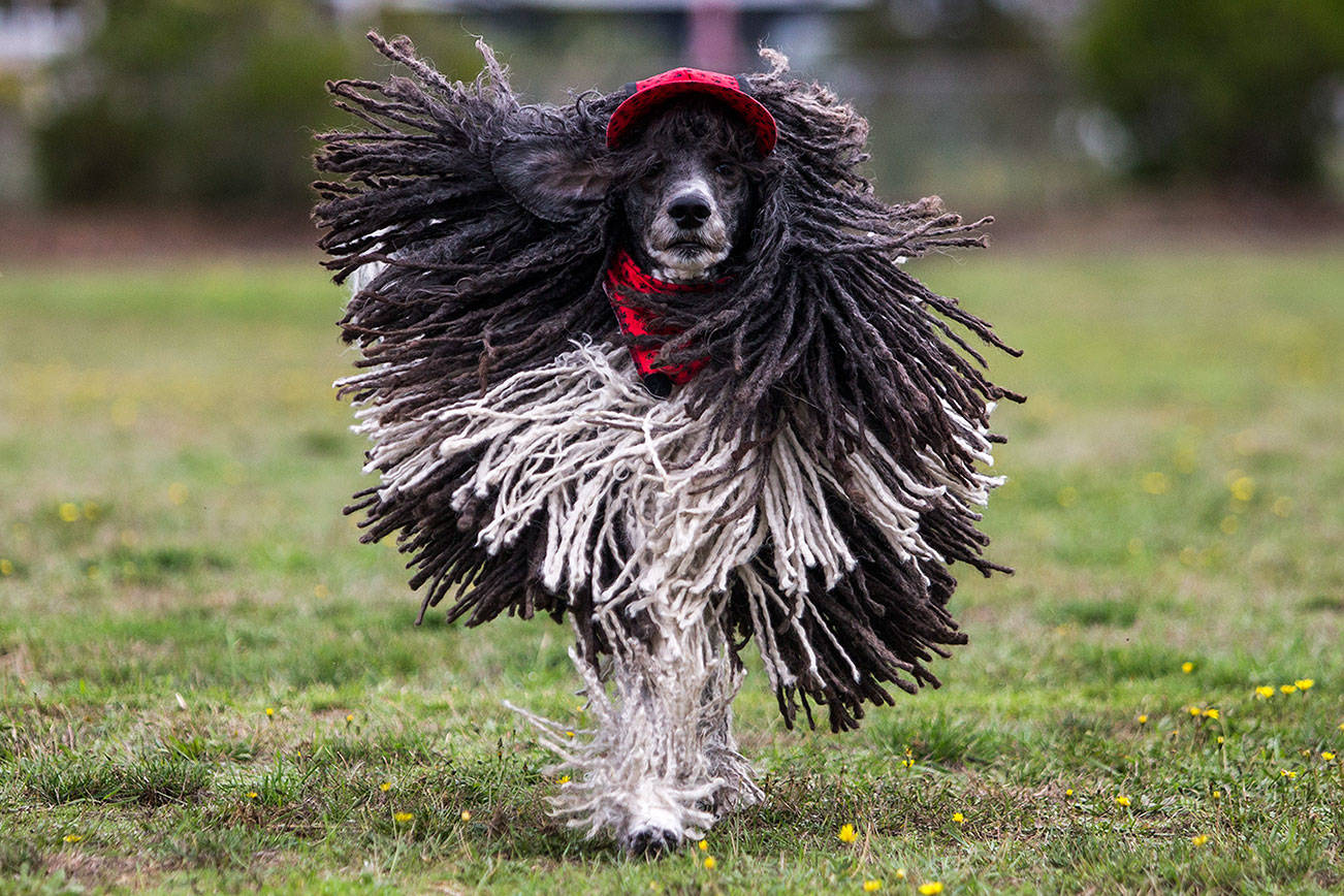 Rielley, a 7-year-old standard poodle, runs at Freeland Park on Whidbey Island. Owner Laurie Cecil, a pet groomer by trade, spends 10 hours a week doing the dog’s hair. She says it is therapeutic for both her and Rielley. He is her service dog and she takes him everywhere. (Olivia Vanni / The Herald)