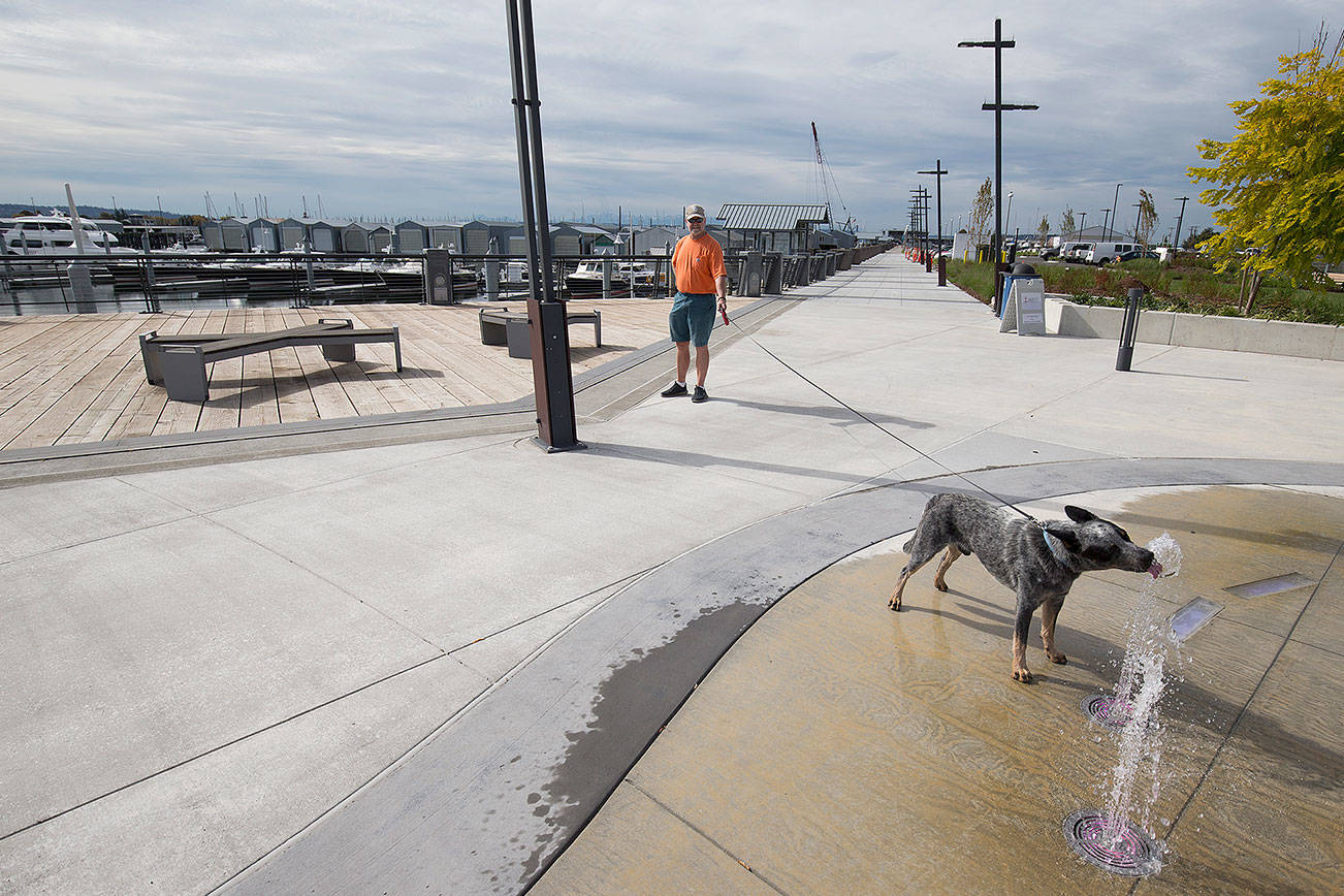 Pepper takes a drink from the new water fountain display while on a walk with his owner, Mike Williams, at the Port of Everett on Wednesday in Everett. The Boats Afloat Show, which has been held on Seattle’s South Lake Union for some 30 years, is relocating to the Port of Everett next fall. (Andy Bronson / The Herald)