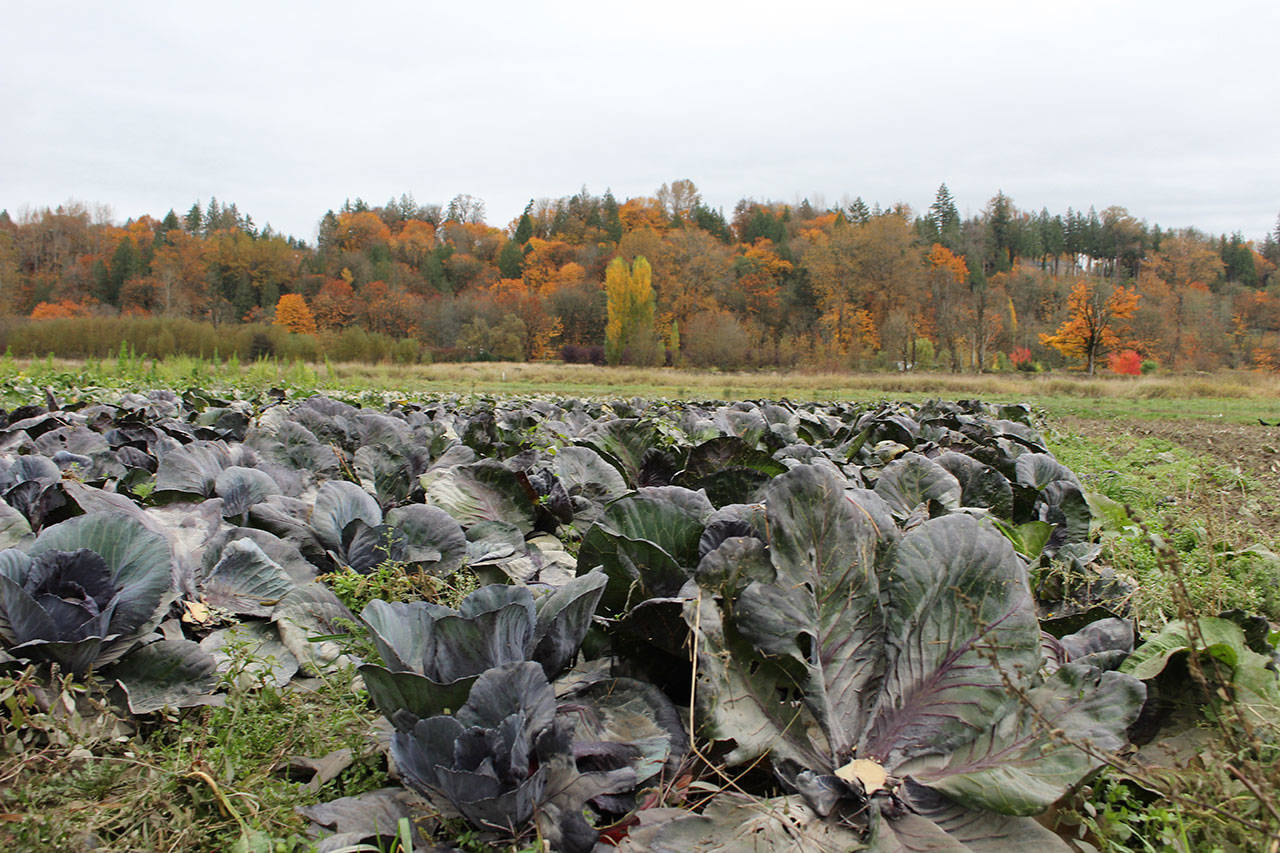 Rows of cabbage which were submerged under floodwater during the week of Oct. 21 remain in the ground. They will be left to rot over the winter since federal guidelines recommend not using produce which has been flooded. Aaron Kunkler/staff photo
