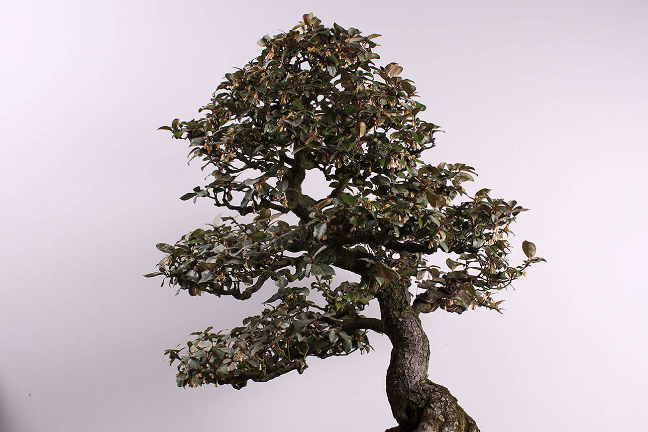 Bonsai burglary: trees worth thousands stolen from Pacific Bonsai Museum in Federal Way