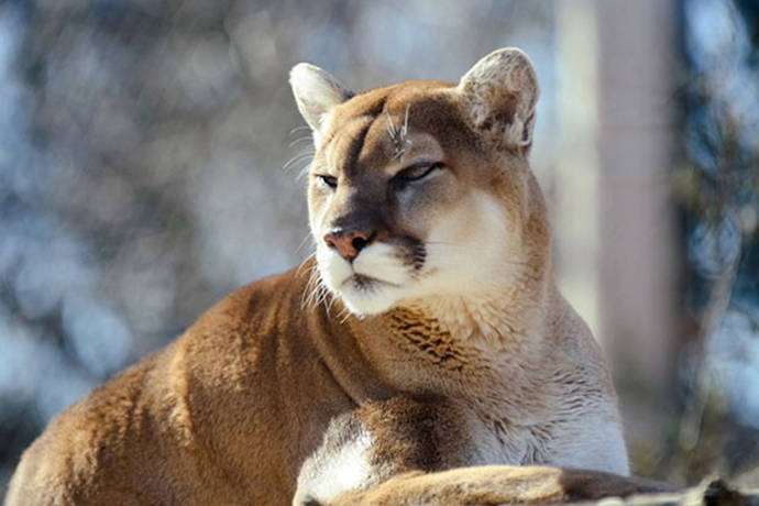 State loosens cougar hunting restrictions