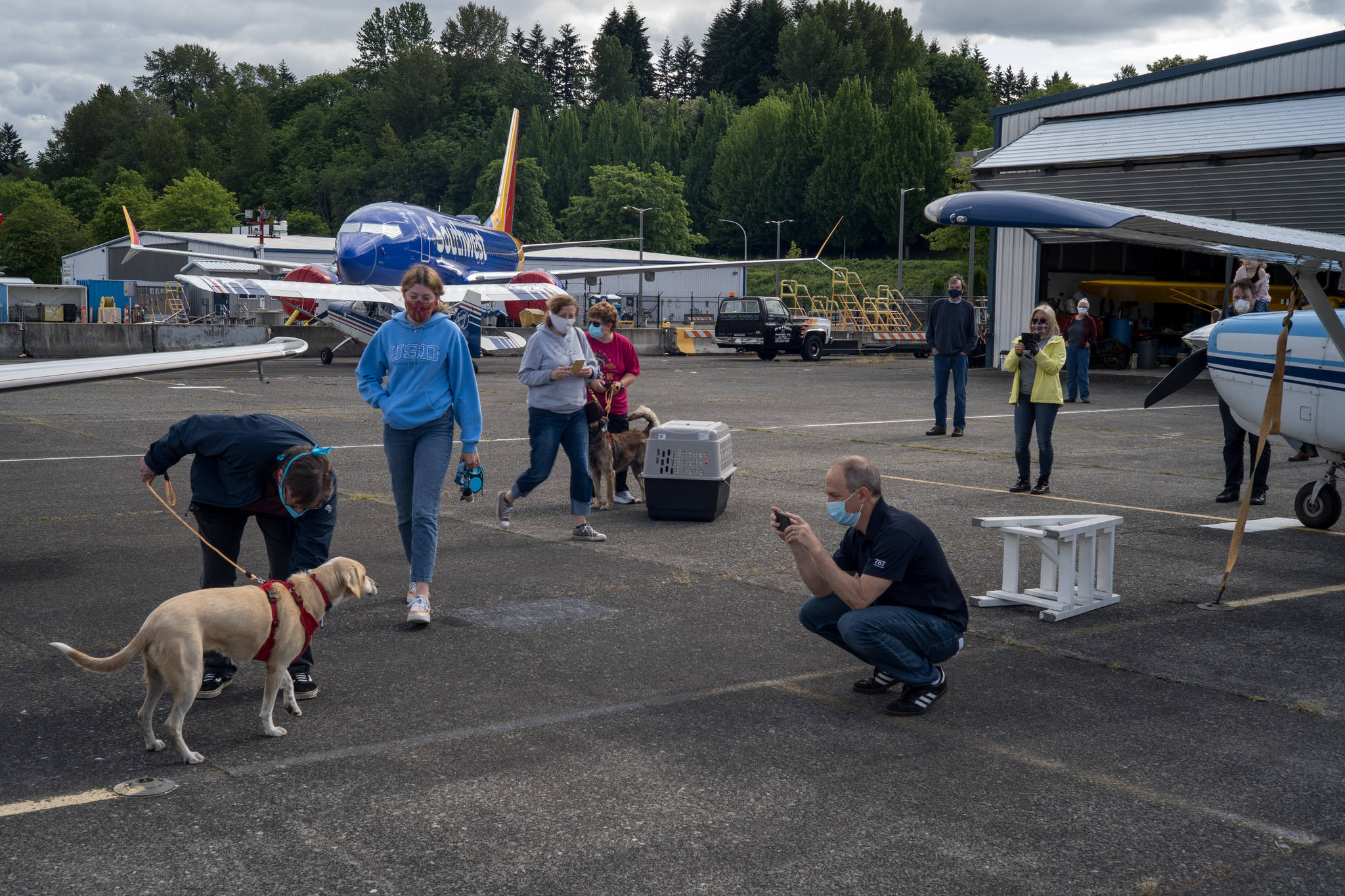 Niaya with her new family meet for the first time at Renton Municipal Airport. The labrador-beagle mix travelled thousands of miles to meet her new family in the midst of the coronavirus pandemic. Photo by Andre Osorio/For the Renton Reporter