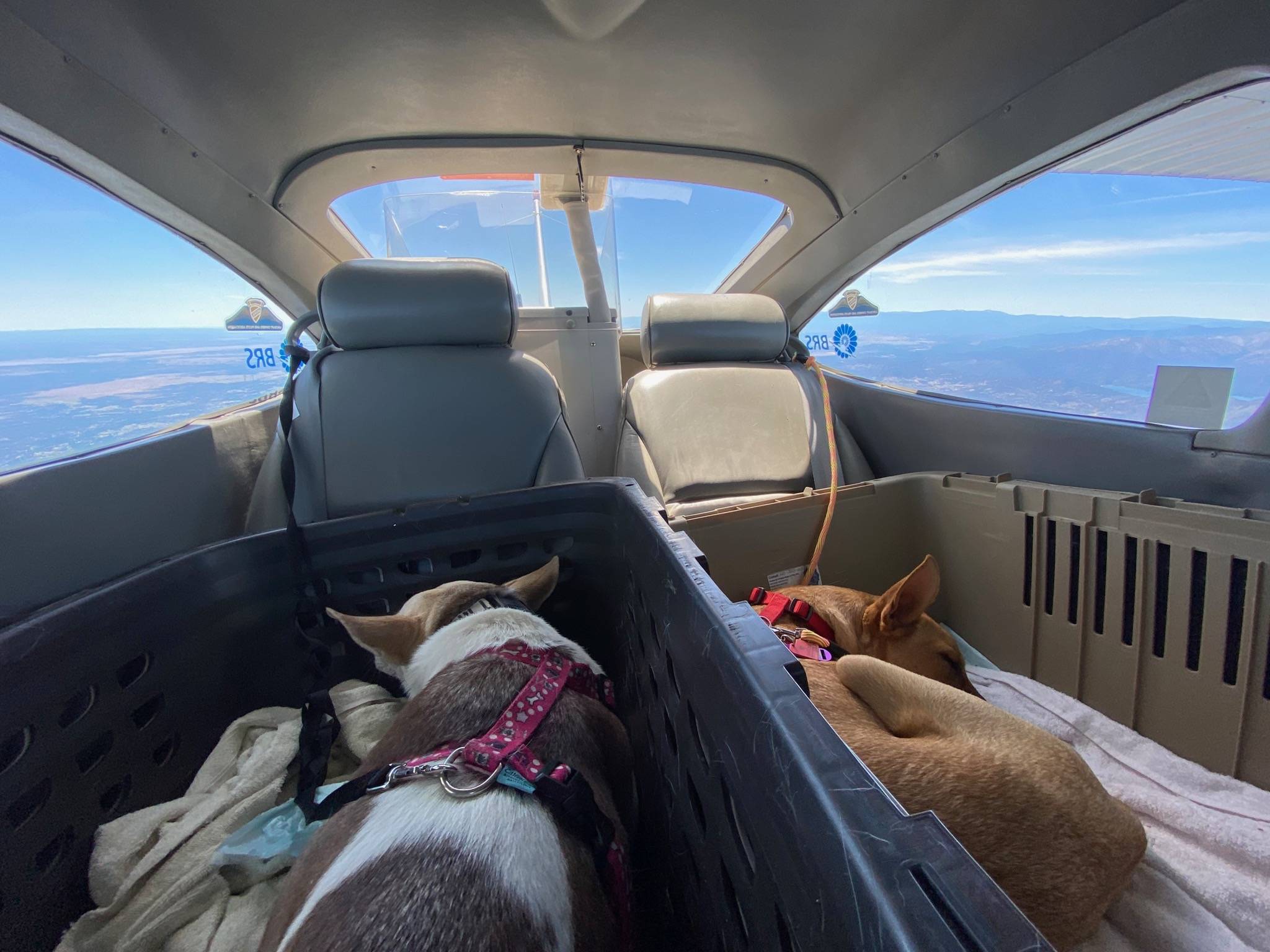 Up in the air, these two rescue dogs did just fine as they made their way from La Paz, Mexico, to Renton, Washington. Photo courtesy of Pilots N Paws