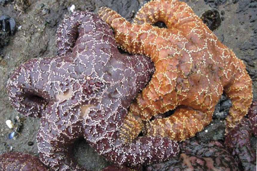 Sea stars huddled at low tide (Photo credit: MARINe)