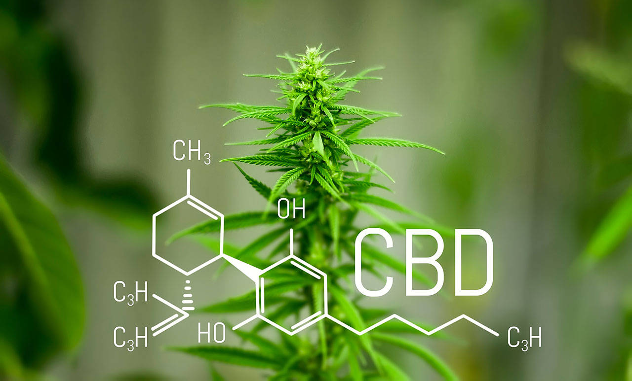 Chemistry cannabis. Cbd cannabidiol formula. Science, research marijuana. Thematic photos of hemp and green ganja. Background image