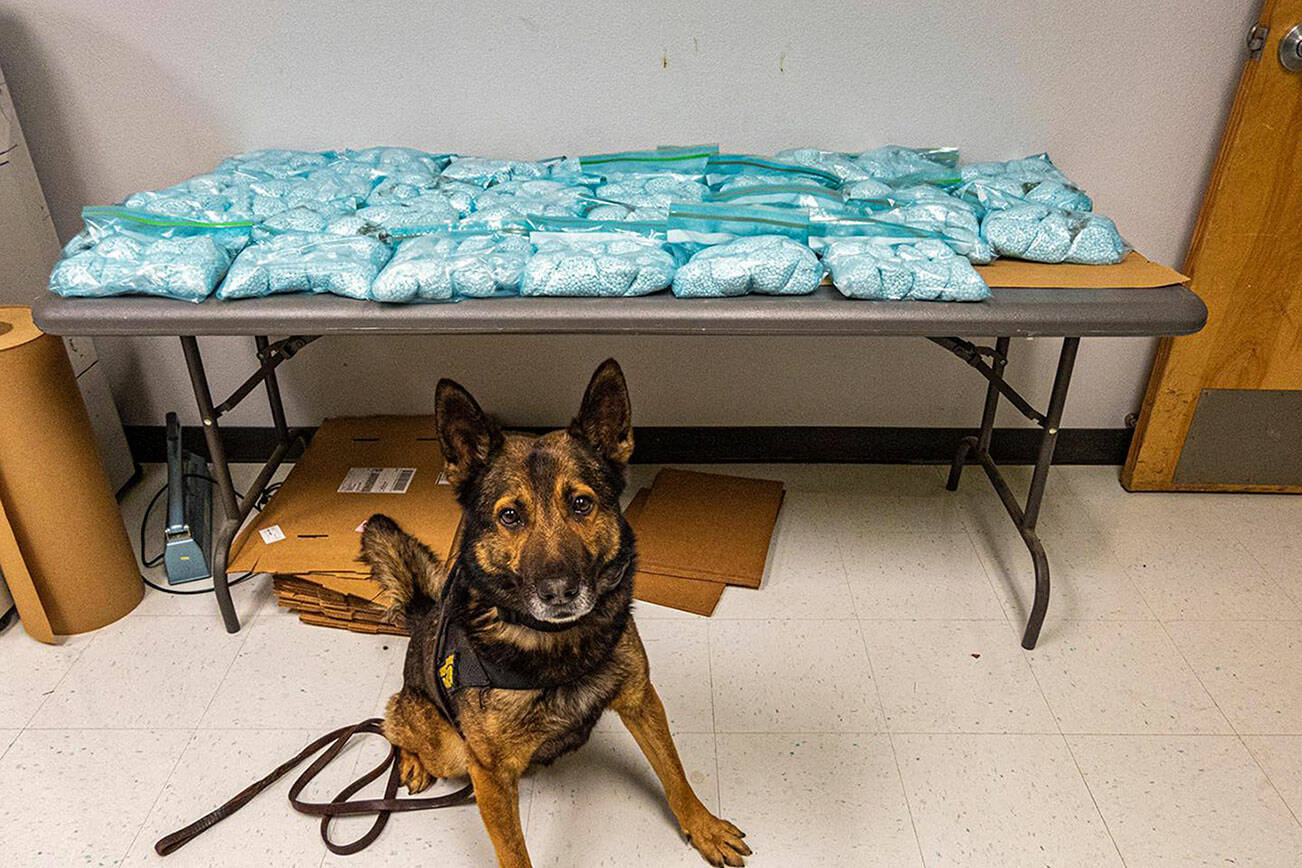 K9 Beny stands before the 75 pounds of pills found in a vehicle on Jan. 14. Photo courtesy of the California Highway Patrol