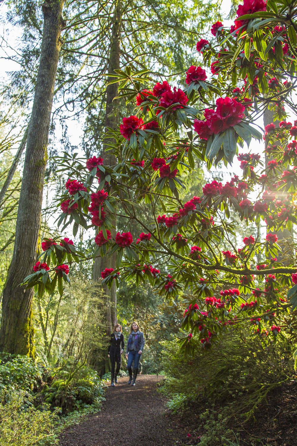 Bloedel Reserve’s Gratitude Days are sponsored days of free admission to its 150 acres of gardens and forested trails, with the opportunity for sponsors to select another community non-profit to honor and benefit on their sponsored day, if they wish.