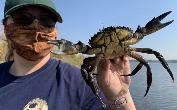 WDFW staffer holds large European Green Crab trapped in the Salish Sea. Photo courtesy of Chase Gunnell.