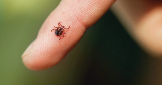 A tiny tick is almost unnoticeable when it’s hidden by an animals fur (or a human’s hair). Interior Health is warning people to check their pets and themselves for the tiny blood-drinkers when they return from enjoying the outdoors. (File photo)