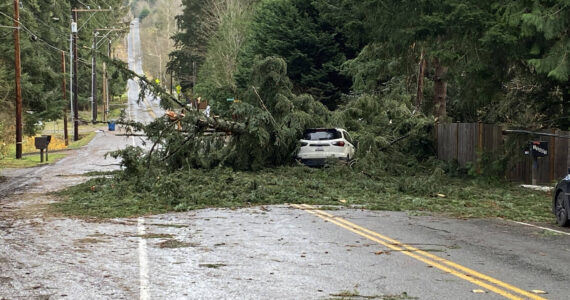 Many trees fell during a November 2024 windstorm in the Puget Sound area. COURTESY FILE PHOTO, City of Kent