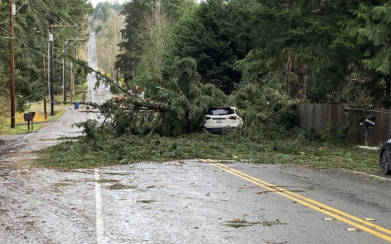 Many trees fell during a November 2024 windstorm in the Puget Sound area. COURTESY FILE PHOTO, City of Kent