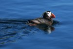 A Tufted Puffin swims at Protection Island National Wildlife Refuge. Photo by Peter Davis of U.S. Fish & Wildlife Service