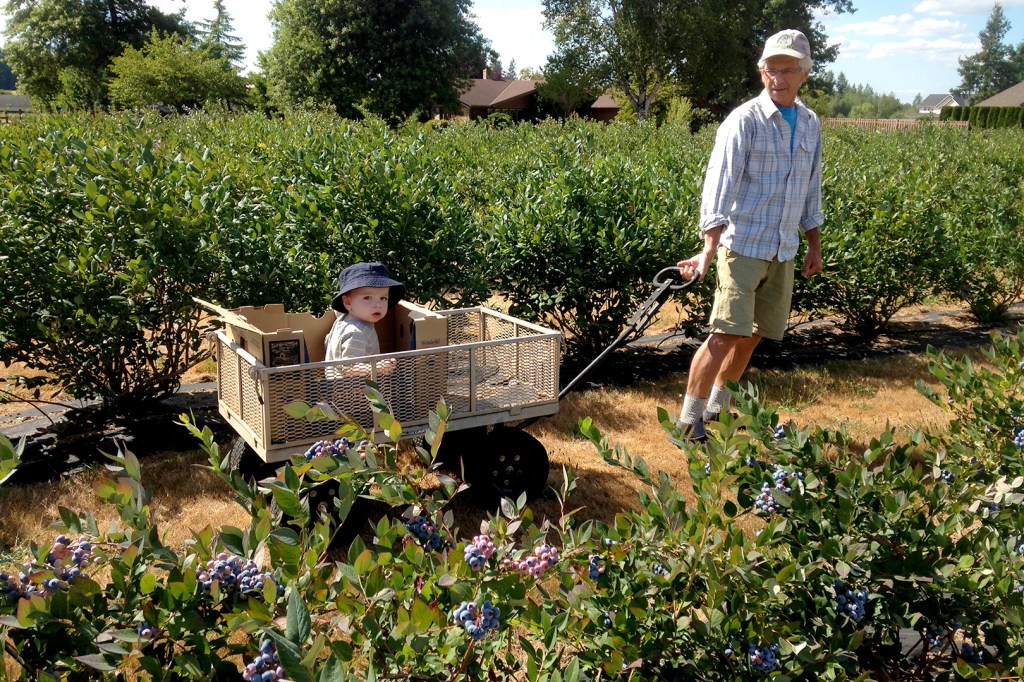How to Reap Washington’s Blueberry Bounty