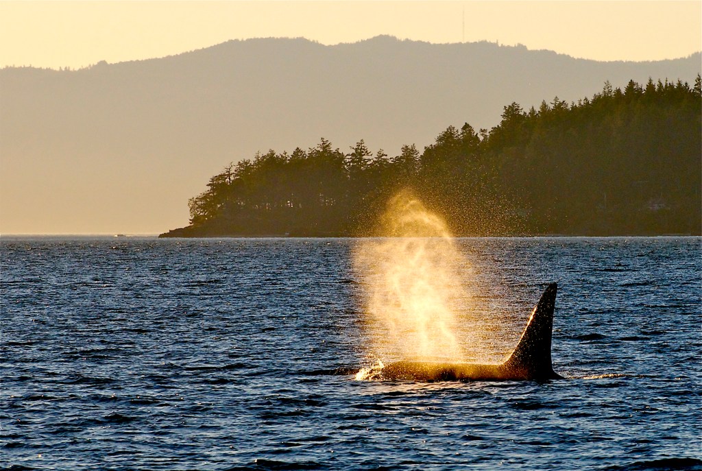 Where to See Orcas Near Seattle This Summer
