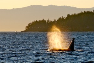 Where to See Orcas Near Seattle This Summer