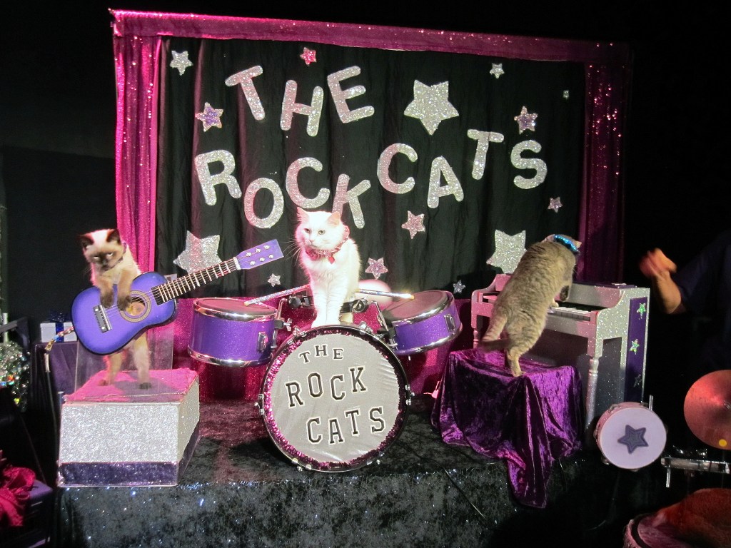 The Amazing Acro-Cats show also features The Rock Cats, your new favorite all-feline band. Me-owwww. Photo by Lulu Hoeller
